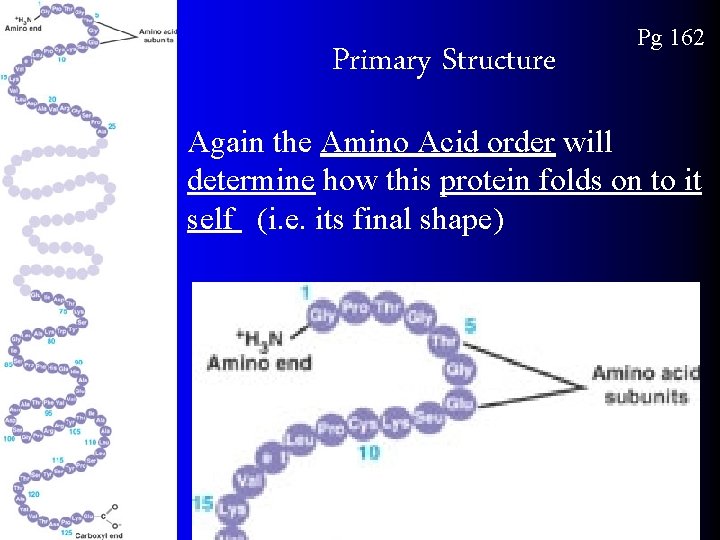 Primary Structure Pg 162 Again the Amino Acid order will determine how this protein