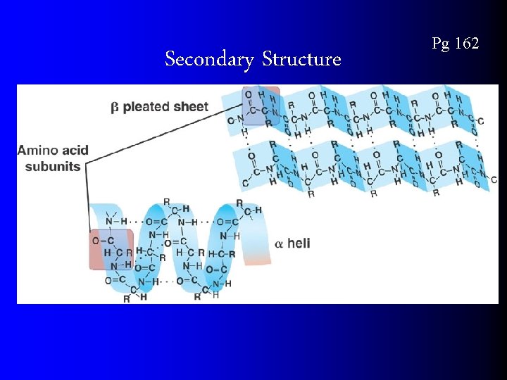 Secondary Structure Pg 162 
