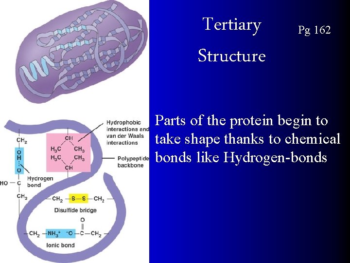 Tertiary Structure Pg 162 Parts of the protein begin to take shape thanks to