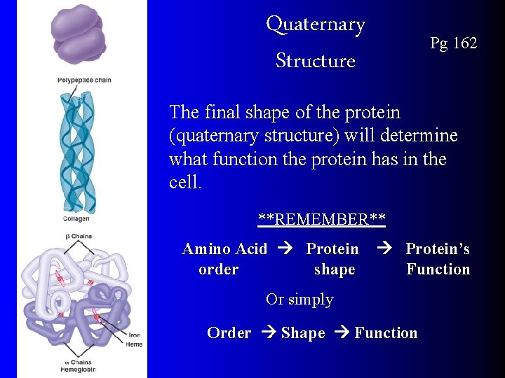 Quaternary Structure Pg 162 The final shape of the protein (quaternary structure) will determine