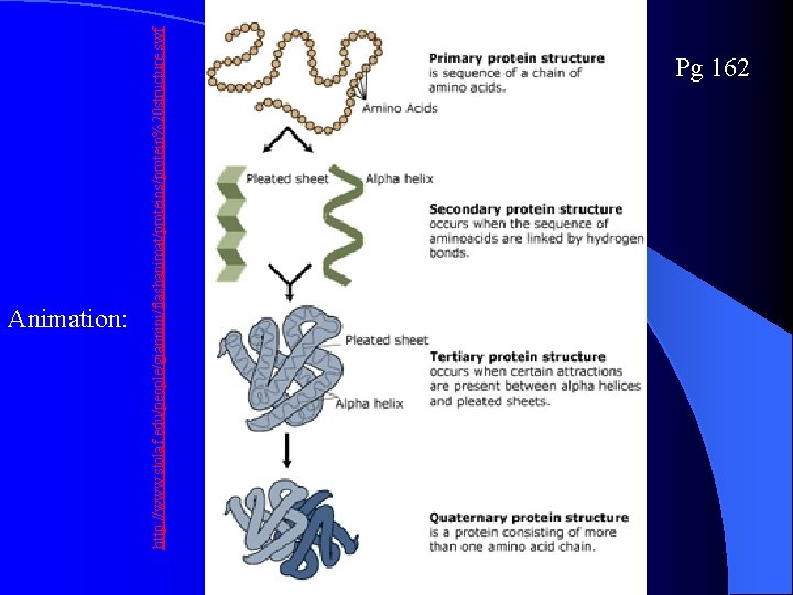 http: //www. stolaf. edu/people/giannini/flashanimat/proteins/protein%20 structure. swf Animation: Pg 162 