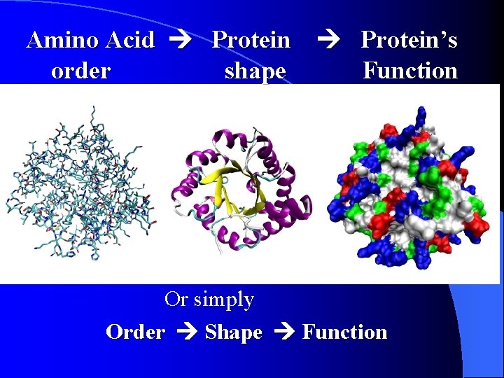 Amino Acid Protein’s order shape Function Or simply Order Shape Function 