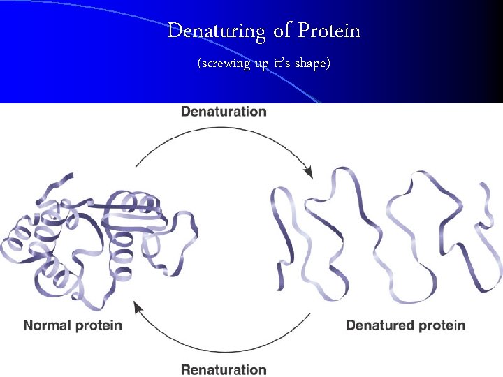 Denaturing of Protein (screwing up it’s shape) 