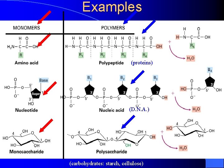 Examples (proteins) (D. N. A. ) (carbohydrates: starch, cellulose) 