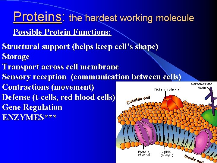 Proteins: the hardest working molecule Possible Protein Functions: Structural support (helps keep cell’s shape)