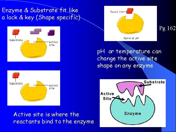 Enzyme & Substrate fit like a lock & key (Shape specific) Pg 162 p.