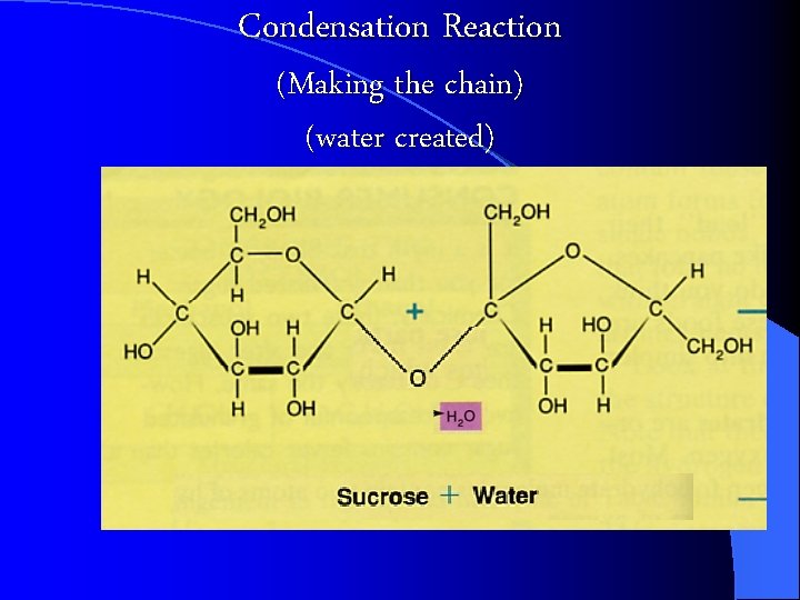 Condensation Reaction (Making the chain) (water created) 
