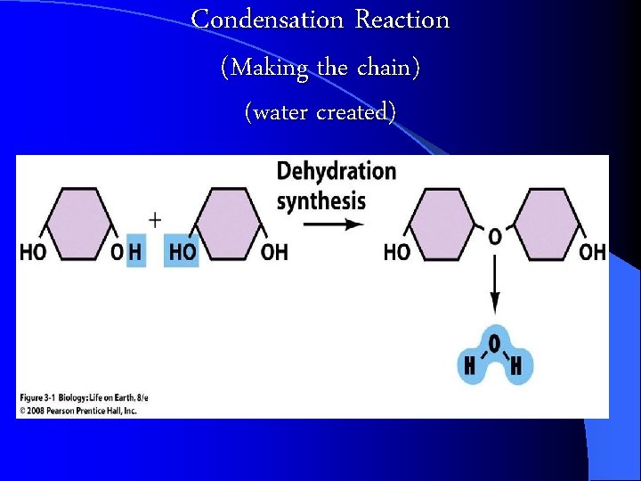 Condensation Reaction (Making the chain) (water created) 