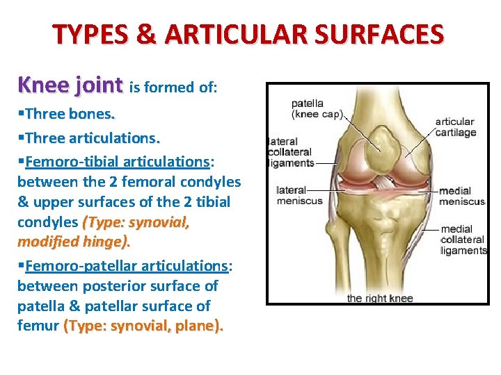 TYPES & ARTICULAR SURFACES Knee joint is formed of: §Three bones. §Three articulations. §Femoro-tibial TYPES & ARTICULAR SURFACES Knee joint is formed of: §Three bones. §Three articulations. §Femoro-tibial
