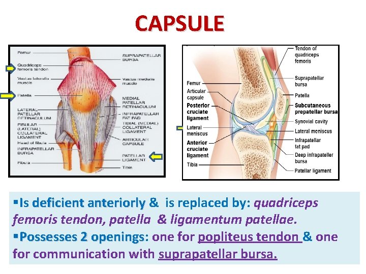CAPSULE §Is deficient anteriorly & is replaced by: quadriceps femoris tendon, patella & ligamentum CAPSULE §Is deficient anteriorly & is replaced by: quadriceps femoris tendon, patella & ligamentum