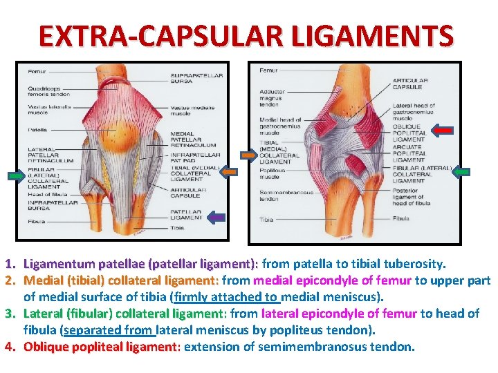 EXTRA-CAPSULAR LIGAMENTS 1. Ligamentum patellae (patellar ligament): from patella to tibial tuberosity. 2. Medial EXTRA-CAPSULAR LIGAMENTS 1. Ligamentum patellae (patellar ligament): from patella to tibial tuberosity. 2. Medial