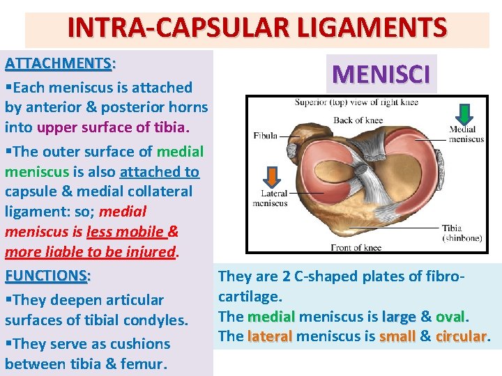 INTRA-CAPSULAR LIGAMENTS ATTACHMENTS: §Each meniscus is attached by anterior & posterior horns into upper