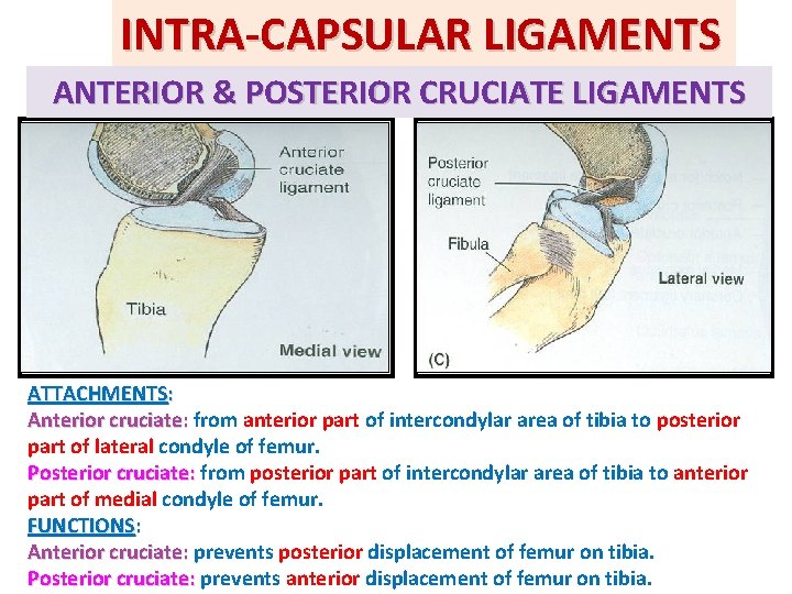 INTRA-CAPSULAR LIGAMENTS ANTERIOR & POSTERIOR CRUCIATE LIGAMENTS ATTACHMENTS: Anterior cruciate: from anterior part of INTRA-CAPSULAR LIGAMENTS ANTERIOR & POSTERIOR CRUCIATE LIGAMENTS ATTACHMENTS: Anterior cruciate: from anterior part of