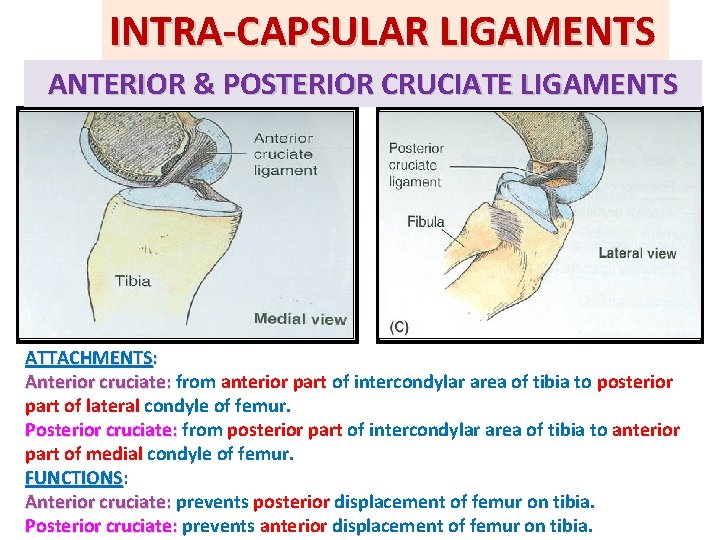 INTRA-CAPSULAR LIGAMENTS ANTERIOR & POSTERIOR CRUCIATE LIGAMENTS ATTACHMENTS: Anterior cruciate: from anterior part of