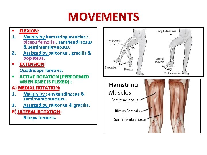 MOVEMENTS § FLEXION: 1. Mainly by hamstring muscles : biceps femoris , semitendinosus &