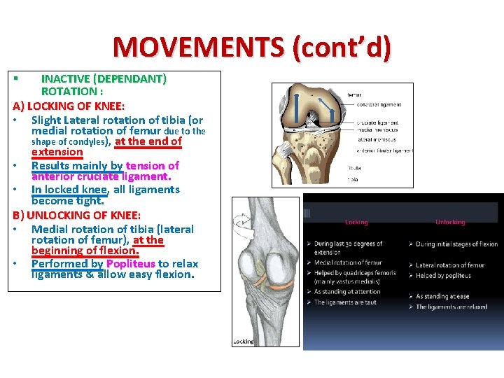 MOVEMENTS (cont’d) INACTIVE (DEPENDANT) ROTATION : A) LOCKING OF KNEE: • Slight Lateral rotation MOVEMENTS (cont’d) INACTIVE (DEPENDANT) ROTATION : A) LOCKING OF KNEE: • Slight Lateral rotation