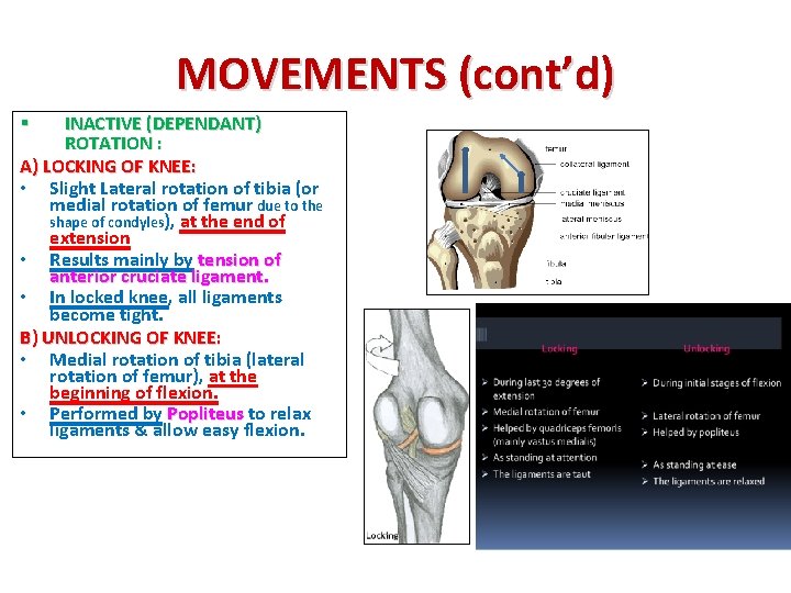 MOVEMENTS (cont’d) INACTIVE (DEPENDANT) ROTATION : A) LOCKING OF KNEE: • Slight Lateral rotation