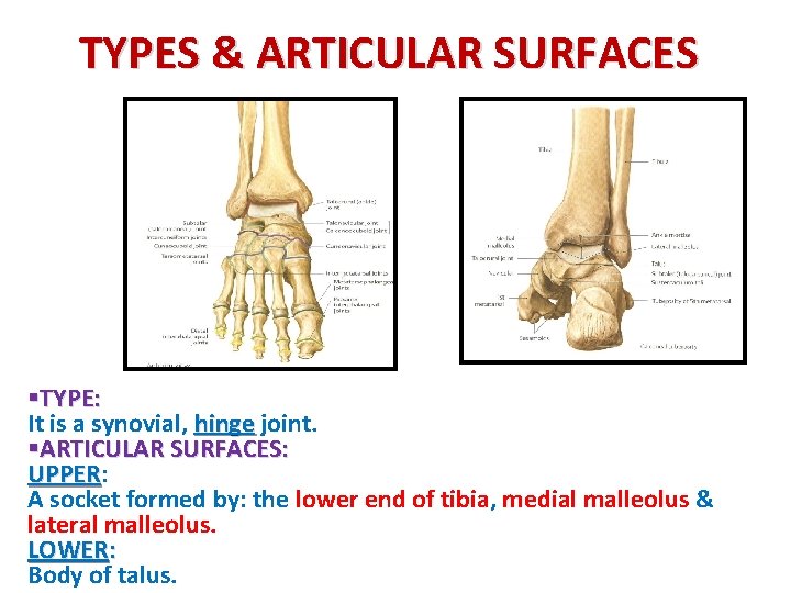 TYPES & ARTICULAR SURFACES §TYPE: It is a synovial, hinge joint. §ARTICULAR SURFACES: UPPER
