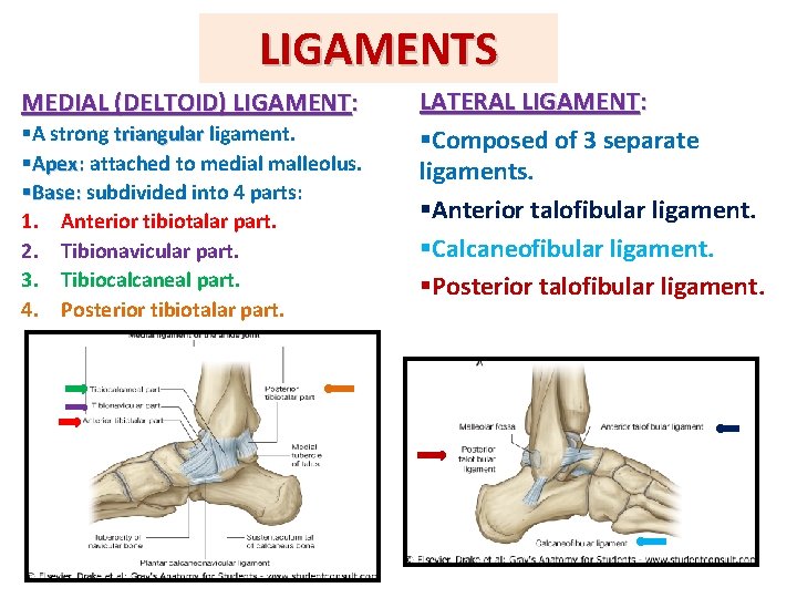 LIGAMENTS MEDIAL (DELTOID) LIGAMENT: §A strong triangular ligament. §Apex: attached to medial malleolus. §Base: LIGAMENTS MEDIAL (DELTOID) LIGAMENT: §A strong triangular ligament. §Apex: attached to medial malleolus. §Base: