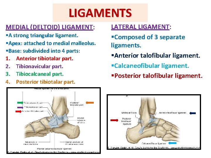 LIGAMENTS MEDIAL (DELTOID) LIGAMENT: §A strong triangular ligament. §Apex: attached to medial malleolus. §Base: