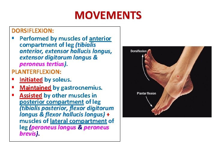 MOVEMENTS DORSIFLEXION: § Performed by muscles of anterior compartment of leg (tibialis anterior, extensor MOVEMENTS DORSIFLEXION: § Performed by muscles of anterior compartment of leg (tibialis anterior, extensor