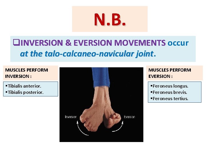 N. B. q. INVERSION & EVERSION MOVEMENTS occur at the talo-calcaneo-navicular joint MUSCLES PERFORM N. B. q. INVERSION & EVERSION MOVEMENTS occur at the talo-calcaneo-navicular joint MUSCLES PERFORM