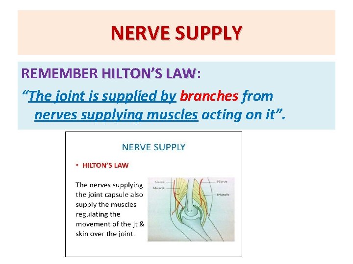 NERVE SUPPLY REMEMBER HILTON’S LAW: LAW “The joint is supplied by branches from nerves