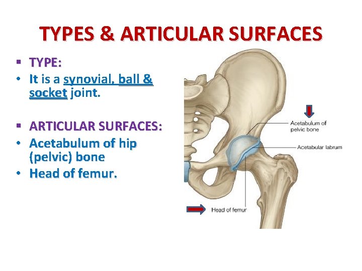 TYPES & ARTICULAR SURFACES § TYPE: • It is a synovial, ball & socket TYPES & ARTICULAR SURFACES § TYPE: • It is a synovial, ball & socket