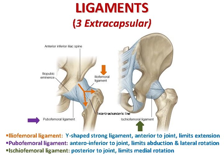 LIGAMENTS (3 Extracapsular) Intertrochanteric line §Iliofemoral ligament: Y-shaped strong ligament, anterior to joint, limits