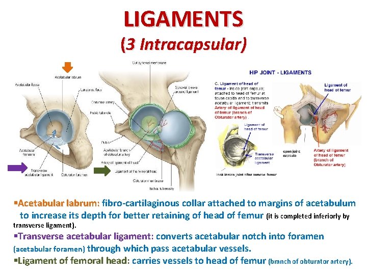 LIGAMENTS (3 Intracapsular) §Acetabular labrum: fibro-cartilaginous collar attached to margins of acetabulum to increase