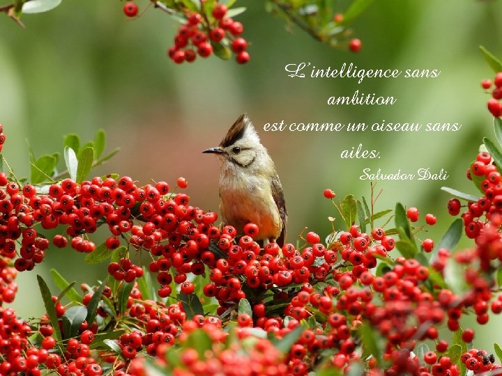 L’intelligence sans ambition est comme un oiseau sans ailes. Salvador Dali 