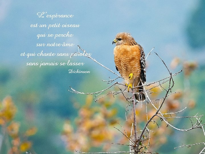 L’espérance est un petit oiseau qui se perche sur notre âme et qui chante