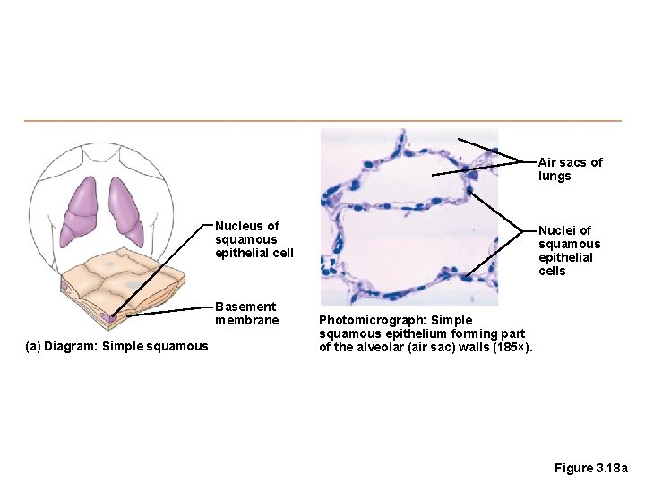 Air sacs of lungs Nucleus of squamous epithelial cell Basement membrane (a) Diagram: Simple