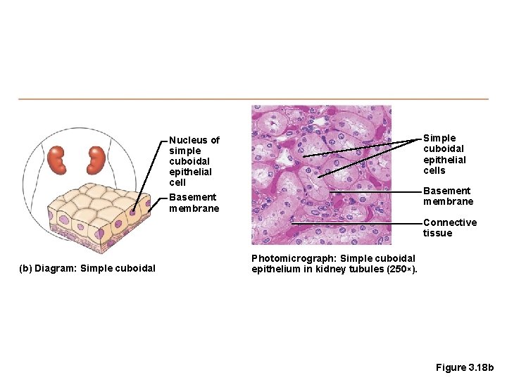 Simple cuboidal epithelial cells Nucleus of simple cuboidal epithelial cell Basement membrane Connective tissue