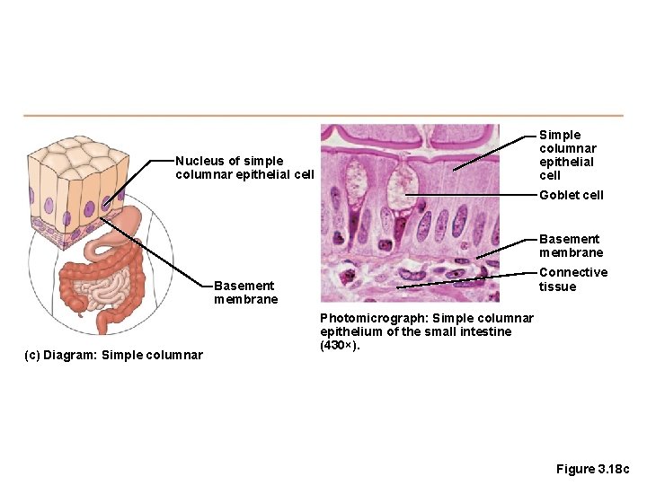 Simple columnar epithelial cell Nucleus of simple columnar epithelial cell Goblet cell Basement membrane