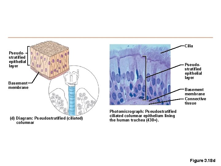 Cilia Pseudostratified epithelial layer Basement membrane (d) Diagram: Pseudostratified (ciliated) columnar Basement membrane Connective