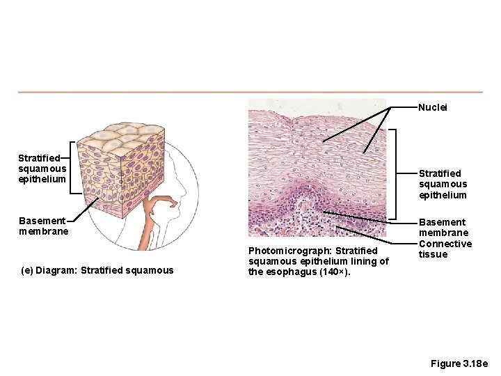 Nuclei Stratified squamous epithelium Basement membrane (e) Diagram: Stratified squamous Photomicrograph: Stratified squamous epithelium