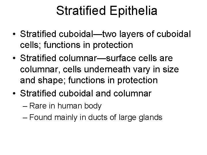 Stratified Epithelia • Stratified cuboidal—two layers of cuboidal cells; functions in protection • Stratified