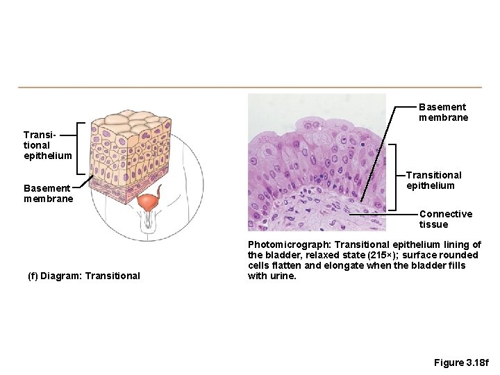 Basement membrane Transitional epithelium Connective tissue (f) Diagram: Transitional Photomicrograph: Transitional epithelium lining of