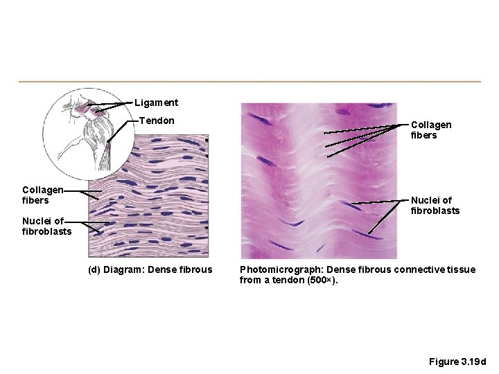 Ligament Tendon Collagen fibers Nuclei of fibroblasts (d) Diagram: Dense fibrous Photomicrograph: Dense fibrous