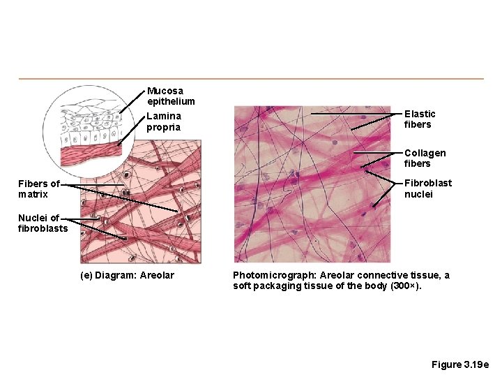 Mucosa epithelium Lamina propria Elastic fibers Collagen fibers Fibroblast nuclei Fibers of matrix Nuclei