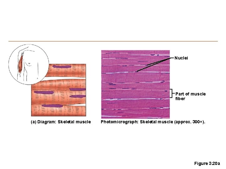 Nuclei Part of muscle fiber (a) Diagram: Skeletal muscle Photomicrograph: Skeletal muscle (approx. 300×).