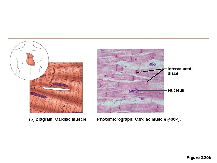 Intercalated discs Nucleus (b) Diagram: Cardiac muscle Photomicrograph: Cardiac muscle (430×). Figure 3. 20