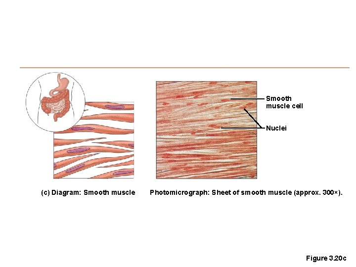 Smooth muscle cell Nuclei (c) Diagram: Smooth muscle Photomicrograph: Sheet of smooth muscle (approx.