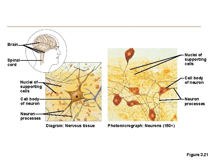 Brain Nuclei of supporting cells Spinal cord Cell body of neuron Nuclei of supporting