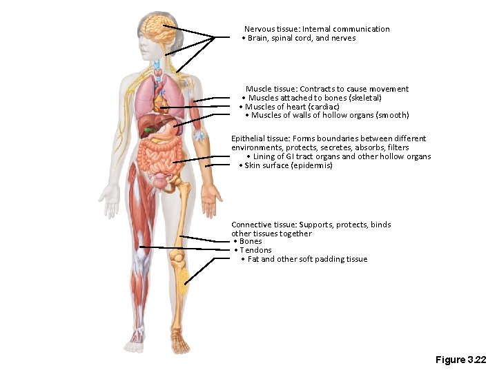 Nervous tissue: Internal communication • Brain, spinal cord, and nerves Muscle tissue: Contracts to