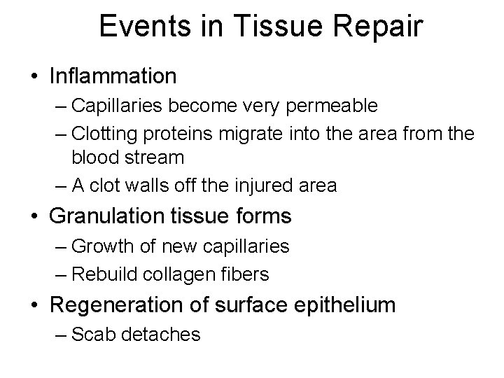 Events in Tissue Repair • Inflammation – Capillaries become very permeable – Clotting proteins