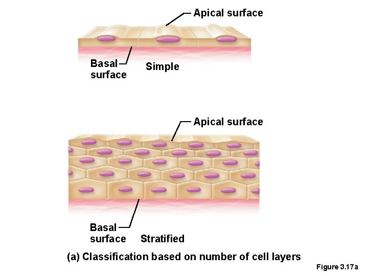 Apical surface Basal surface Simple Apical surface Basal surface Stratified (a) Classification based on