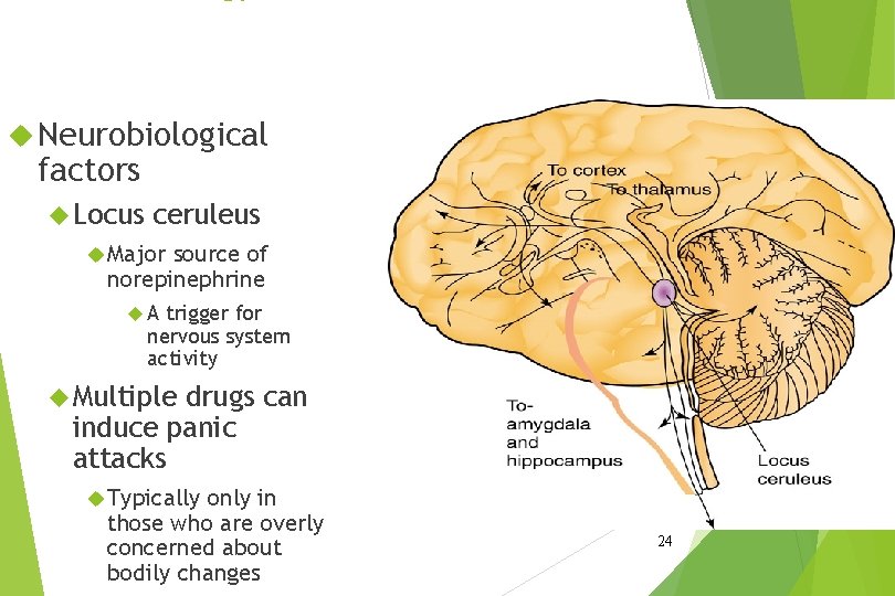  Neurobiological factors Locus ceruleus Major source of norepinephrine A trigger for nervous system