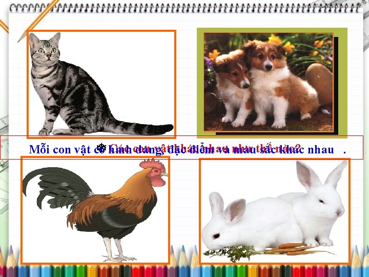  hình Các con vậtđặc khác nhau Mỗi con vật có dáng, điểm và